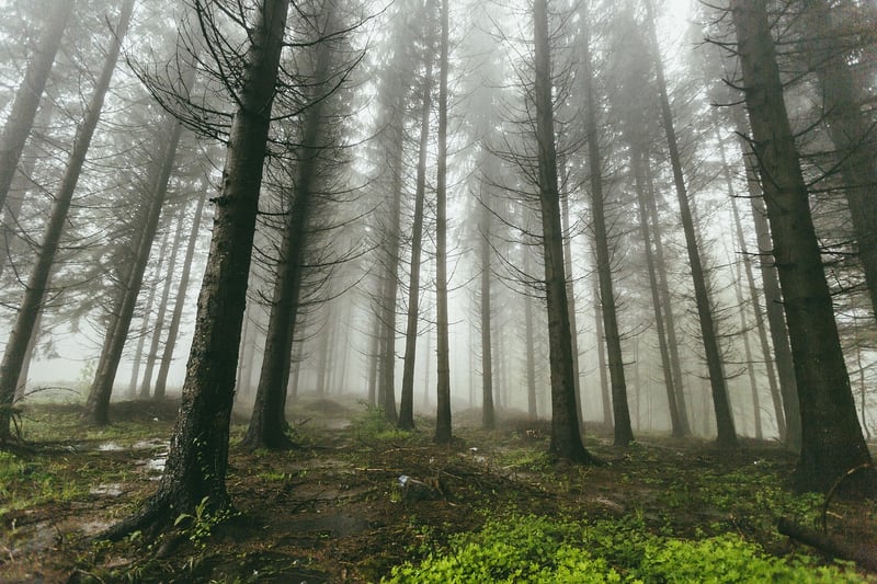 Mystical Woodland Atmosphere